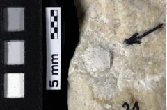 Foto (Detailansicht) von Decapoda indet. (NHMW-GEO-1990-0041-0031)